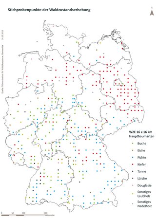 Click to zoom image Hauptbaumarten 16x16 km Raster