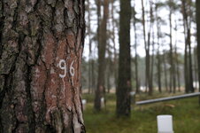 Bestand Level-II-Fläche Kienhorst