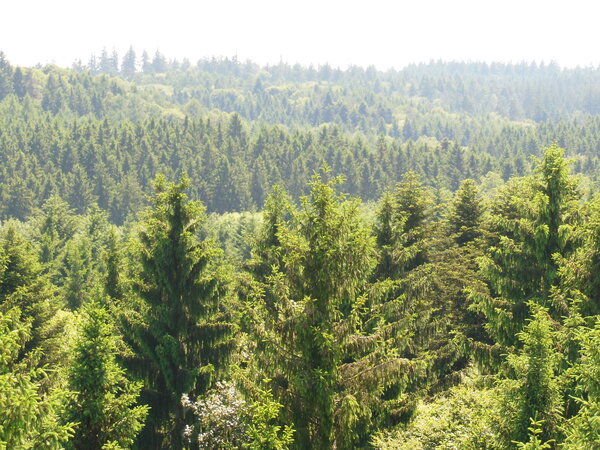 Nadelwald auf der Fläche Freising