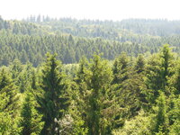 Nadelwald auf der Fläche Freising