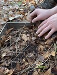 Beprobung der Humusauflage mit Stechrahmen