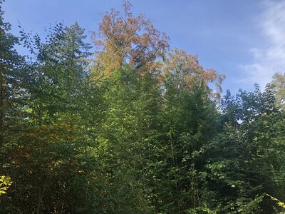 Buche mit vorzeitiger Verfärbung durch Trockenstress (04.September 2019)