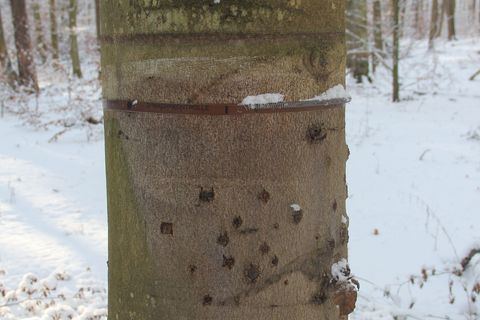 Spuren früherer Xylemflussmessung an einem Baum auf der Untersuchungsfläche ICP IM Neuglobsow Nordbrandenburg